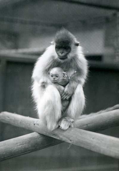Een gekapte langoer die een baby vasthoudt terwijl hij op een balk zit. London Zoo, 6 oktober 1913 door Frederick William Bond