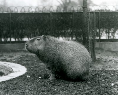 Een capibara zittend in zijn verblijf in de London Zoo in augustus 1927 door Frederick William Bond