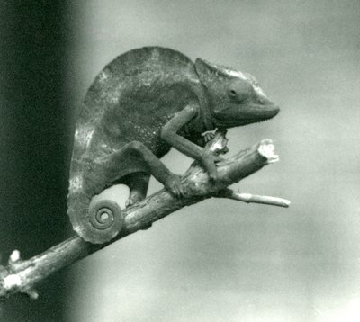 Een kameleon die zich aan het uiteinde van een tak vasthoudt, London Zoo, 1927 door Frederick William Bond