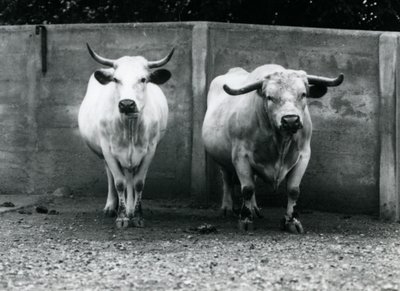 Een Chartley stier en koe in de London Zoo door Frederick William Bond