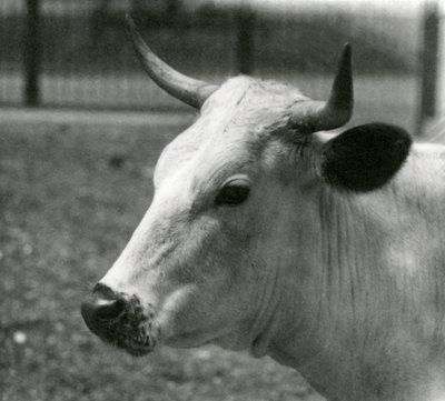 Een Chartley Koe in London Zoo, juli 1924 door Frederick William Bond