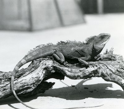Een Chinese/ Aziatische/ Thaise/ Groene Waterdraak rustend op een stam in de London Zoo in 1928 door Frederick William Bond