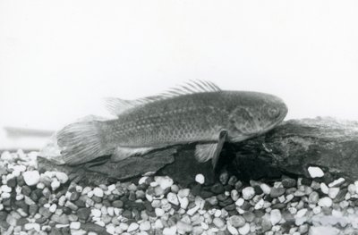 Een Klimbaars rustend op rotsen en grind op de bodem van zijn tank, in water in London Zoo in september 1928 door Frederick William Bond