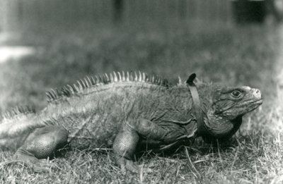 Een bewolkte rotsleguaan, met een halsband, wandelend op een grasveld in de Londense dierentuin, juli 1924 door Frederick William Bond