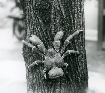 Een kokosnootkrab klimmend in een boom, London Zoo, 1927 door Frederick William Bond