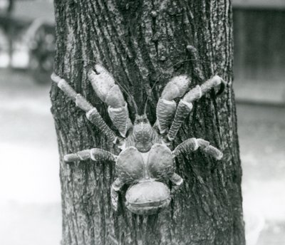 Een kokoskrab, of dievenkrab, klimmend in een boom, London Zoo, juli 1927 door Frederick William Bond