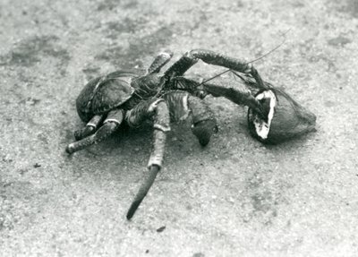 Een kokoskrab, of dievenkrab, etend van een kokosnoot, London Zoo, juli 1927 door Frederick William Bond