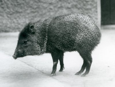 Een kraagpekari in de London Zoo, 1927 door Frederick William Bond