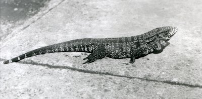 Een gewone goud-gouden zwarte Colombiaanse tegu of tijgerhagedis in de London Zoo in augustus 1926 door Frederick William Bond