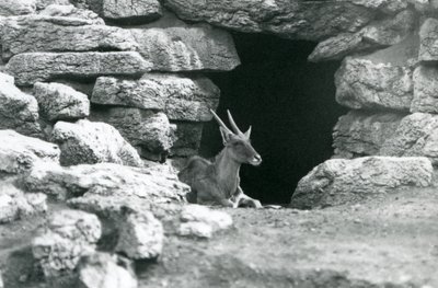 Een gewone eland rustend bij de ingang van zijn schuilplaats tussen de rotsen in de Eland/Antilope weide, London Zoo in 1929 (zwart-wit foto) door Frederick William Bond