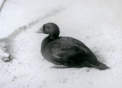 Een Zwarte Zee-eend in London Zoo in 1925 door Frederick William Bond