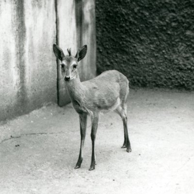 Een Gekroonde Sahel West-Afrikaanse Bosduiker in de London Zoo in augustus 1927 door Frederick William Bond