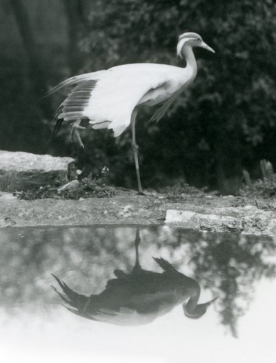 Een Demoiselle Kraanvogel staand op één poot, met zijn spiegelachtige reflectie in de poel eronder, London Zoo door Frederick William Bond