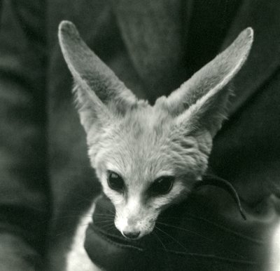 Een fennekvos wordt vastgehouden, rond de nek, door een handschoenhouder, 1924 door Frederick William Bond