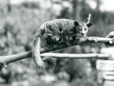 Een Galago die langs een tak loopt die wordt vastgehouden door een verzorger, London Zoo door Frederick William Bond