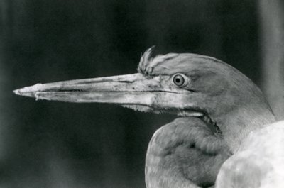 Een Goliath Reiger in London Zoo in 1924 door Frederick William Bond