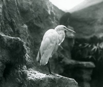 Een Grote Zilverreiger of Grote Witte Reiger staat op een rots in de Londense Zoo in september 1927 door Frederick William Bond