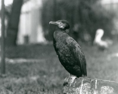 Een Aalscholver in de Londense Zoo in september 1927 door Frederick William Bond