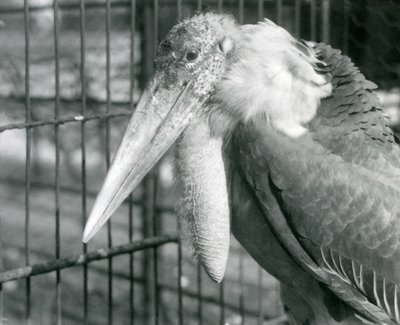 Een Grote Adjutant Ooievaar in de London Zoo in juli 1925 door Frederick William Bond
