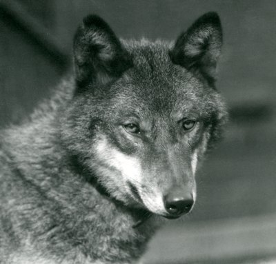 Een grijze wolf in de London Zoo, 1925 door Frederick William Bond