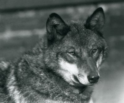 Een grijze wolf in de London Zoo, 1925 door Frederick William Bond