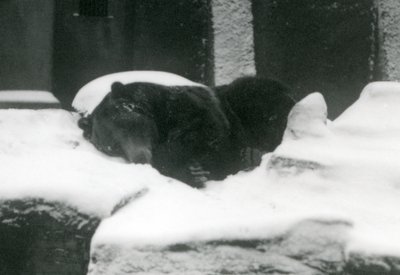 Een grizzlybeer slapend in de sneeuw, London Zoo, 1924 door Frederick William Bond