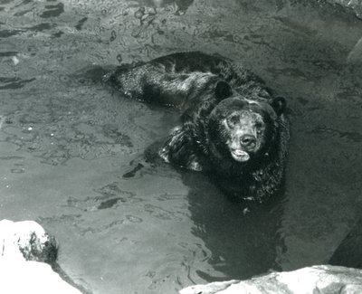 Een grizzlybeer baadt in zijn zwembad in de London Zoo door Frederick William Bond