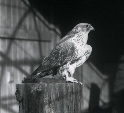 Een giervalk rustend op een stam, London Zoo, december 1925 door Frederick William Bond
