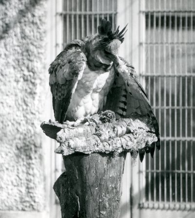Een harpijarend in de dierentuin van Londen, april 1914 door Frederick William Bond