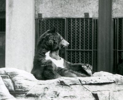 Een Himalaya zwarte beer zittend op rotsen, zijn tenen vasthoudend, London Zoo door Frederick William Bond