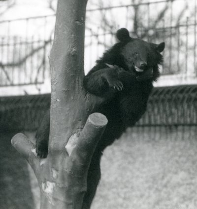 Een Himalaya-bruine beer Isabelline beer Dzu-Teh in een boom in London Zoo in 1925 door Frederick William Bond