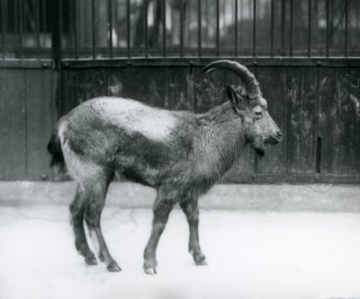 Een Himalaya ibex in de London Zoo, 1927 door Frederick William Bond