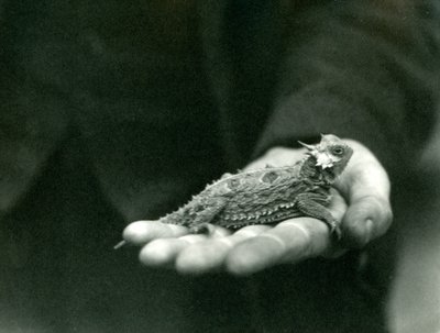 Een Gehoornde Hagedis rust in de hand van zijn verzorger, London Zoo, april 1923 door Frederick William Bond