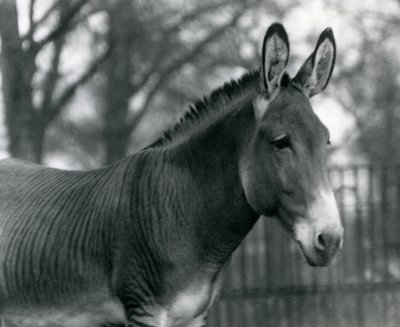 Een hybride zebra in de London Zoo in juli 1924 door Frederick William Bond