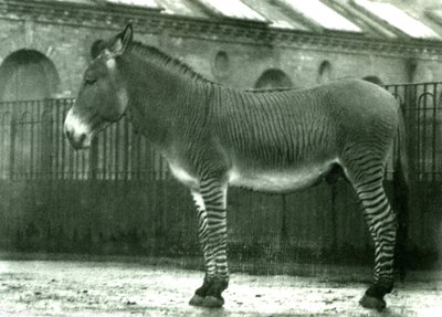 Een Hybride Zebra in zijn verblijf in de London Zoo, 1924 door Frederick William Bond
