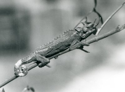 Een Jacksons kameleon die zich vasthoudt aan een tak, London Zoo, augustus 1926 door Frederick William Bond