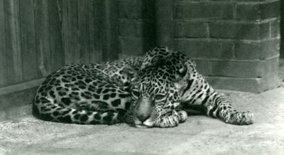 Een jaguar rustend in de Londense dierentuin in juni 1924 door Frederick William Bond
