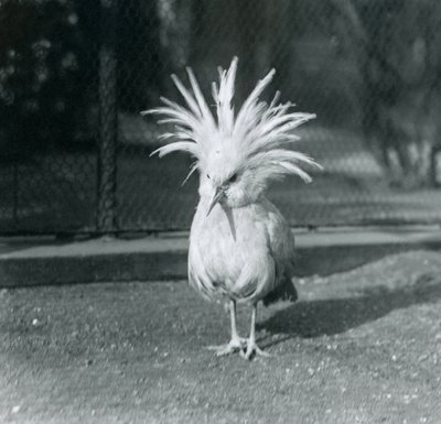Een Kagu of Cagu die zijn kuifveren toont in de London Zoo, juni 1921 door Frederick William Bond