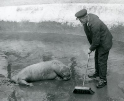 Een verzorger veegt het walrusbad, London Zoo, augustus 1924 door Frederick William Bond