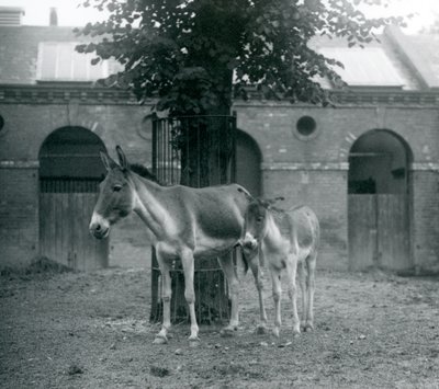 Een Kiang Tibetaanse Wilde Ezel en haar veulen staand onder een boom in hun paddock, London Zoo, augustus 1927 door Frederick William Bond