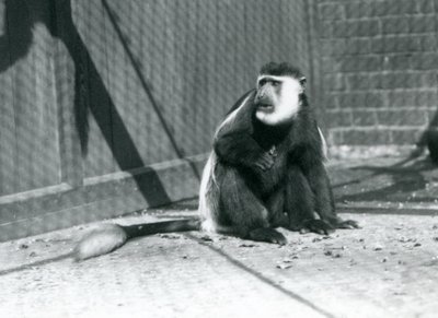 Een Kikuyu Zwart-witte Colobus Aap zittend in zijn verblijf in de London Zoo in juli 1925 door Frederick William Bond
