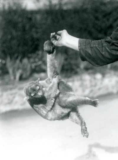 Een Kinkajoe opgehangen aan de vinger van een verzorger door zijn grijpstaart, London Zoo, september 1925 door Frederick William Bond