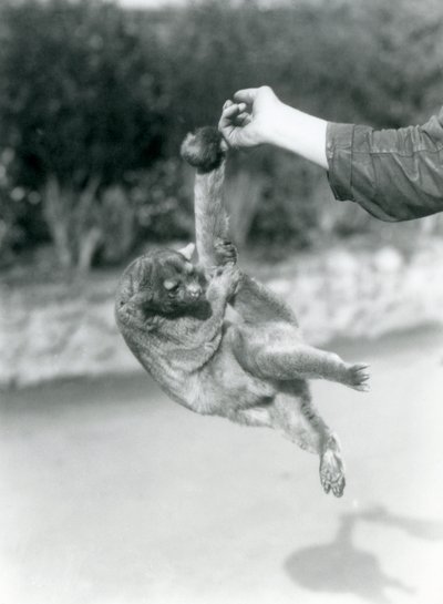 Een Kinkajoe opgehangen aan de vinger van een verzorger door zijn grijpstaart, London Zoo, september 1925 door Frederick William Bond
