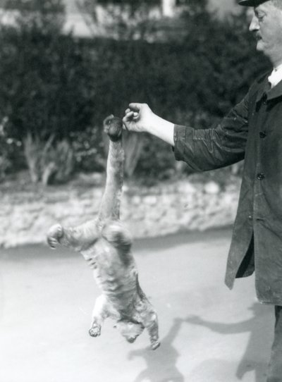 Een Kinkajou ondersteboven hangend aan de vinger van een verzorger, London Zoo, september 1925 door Frederick William Bond