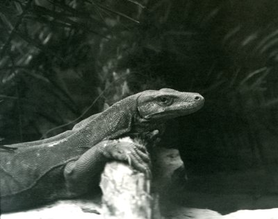 Een Komodovaraan rustend met zijn nek en voorpoten tegen een stam in de London Zoo in juni 1927 door Frederick William Bond