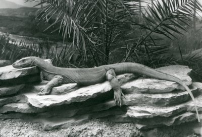 Een Komodovaraan rustend op een rotswand in London Zoo in 1927 door Frederick William Bond
