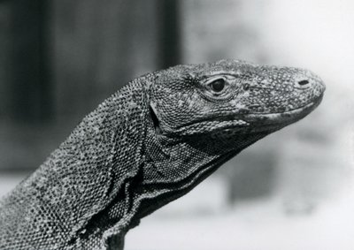 Een Komodovaraan in de London Zoo in augustus 1928 door Frederick William Bond