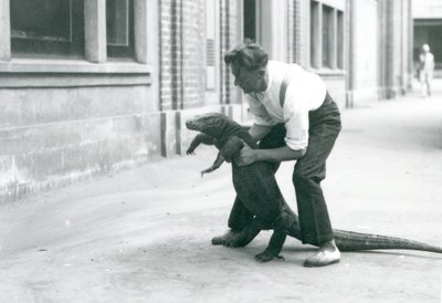 Een Komodovaraan die op zijn achterpoten wordt gehouden door een verzorger in de London Zoo in augustus 1928 door Frederick William Bond