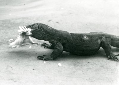 Een Komodovaraan die een kip eet, London Zoo door Frederick William Bond