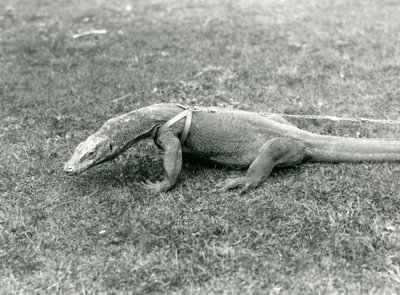 Een Komodovaraan uit voor een wandeling op een gazon, met een harnas en riem door Frederick William Bond